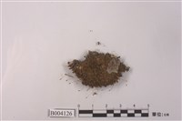 藏品(紅葉苔)的圖片